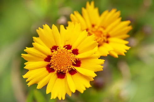 Coreopsis Lanceolata Flowers Seeds