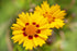 Coreopsis Lanceolata Flowers Seeds