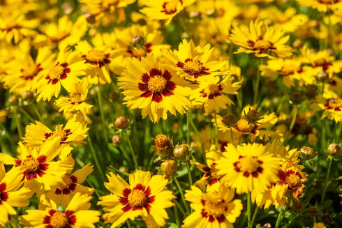 Coreopsis Lanceolata Flowers Seeds