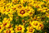 Coreopsis Lanceolata Flowers Seeds