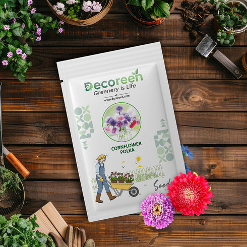 Dwarf Polka Dot ( Cornflower )