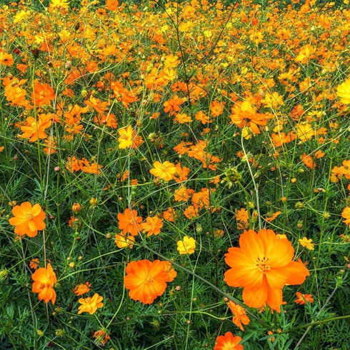 Buy Cosmos Casa Flower Flower Seeds Pack (50 seeds)