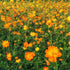 Buy Cosmos Casa Flower Flower Seeds Pack (50 seeds)