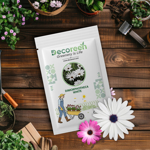 Dimorphotheca Crosta White Seeds