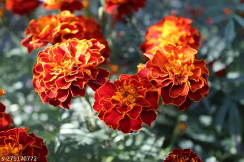 Marigold Jafri mix color flower seed