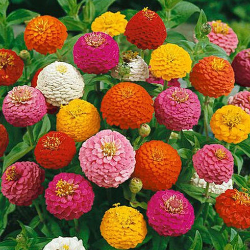 Zinnia Lilliput Mix Seeds