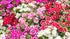 Dianthus Flower Plant Seeds |Dianthus Mixed Color Seeds | Dianthus Flower seeds