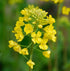 Yellow mustard flower seeds