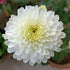 White chrysanthemum flowers seeds