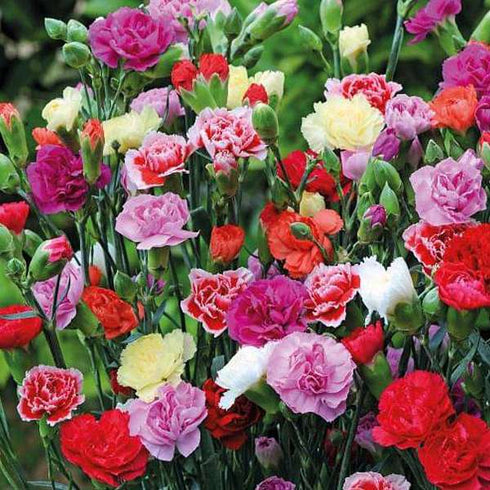 Carnation mix flower seeds
