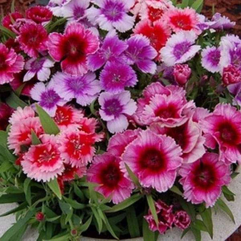 Dianthus baby doll Flowers Seed