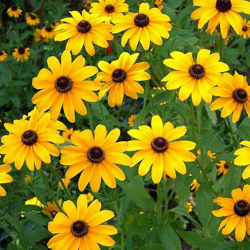 Sunflower Miniature Flower Seeds (Pack Of - 50 Seeds)