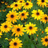 Sunflower Miniature Flower Seeds (Pack Of - 50 Seeds)