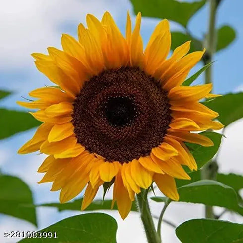 Sunflower Giant Surajmukhi Flower Seeds