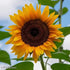 Sunflower Giant Surajmukhi Flower Seeds