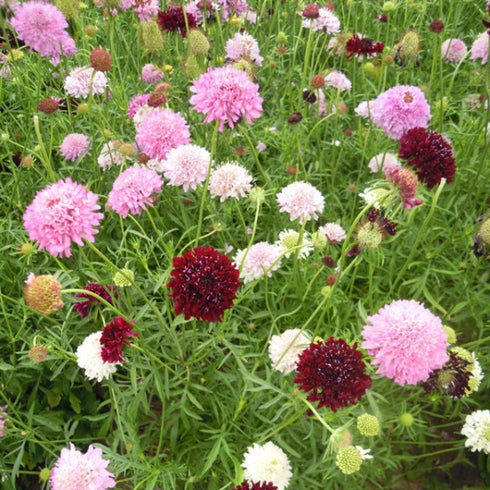 Scabiosa atropurpurea, 'Tall Double Flowered Mixed' Seeds - 50 Seeds Packet
