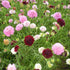 Scabiosa atropurpurea, 'Tall Double Flowered Mixed' Seeds - 50 Seeds Packet