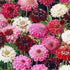 Scabiosa atropurpurea, 'Tall Double Flowered Mixed' Seeds - 50 Seeds Packet