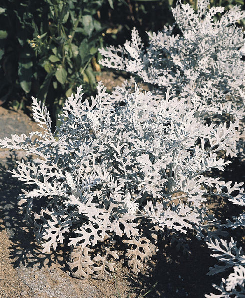 Silver Dust Cineraria Seeds