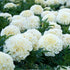 Marigold White Flower Seeds Hybrid Seeds 100% Germination For Home Gardening Combo 50 seeds