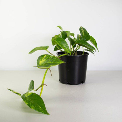 Money Plant, Scindapsus (Green) – Plant