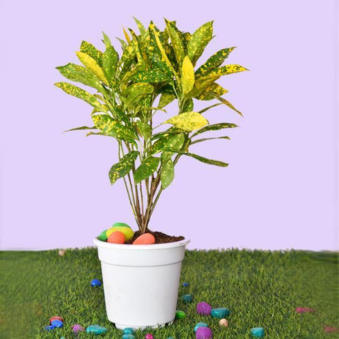 Croton Baby Plant - (<em>Codiaeum variegatum</em>)