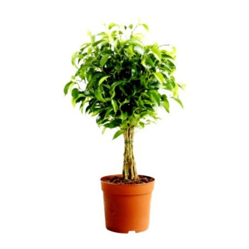 Ficus Panda Plant