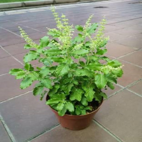 Ram Tulsi plants