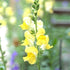 Antirrhinum, Snapdragon - Plant