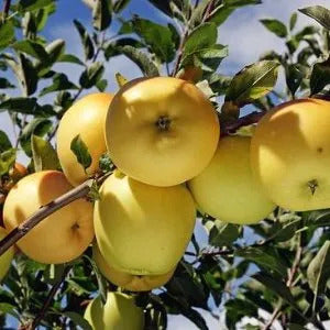Golden Dorsett Apple(Grafted)- Fruit Plant & Tree