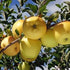 Golden Dorsett Apple(Grafted)- Fruit Plant & Tree