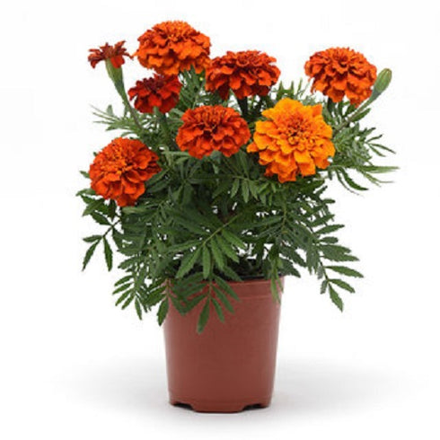 Marigold Flowers - Live Plant