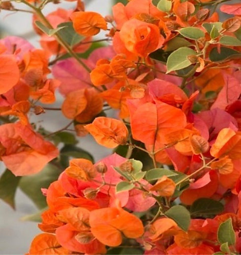 Bougainvillea - Plant