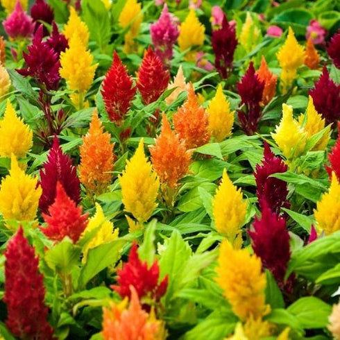 Celosia plumosa Mixed Color - Desi Flower Seeds