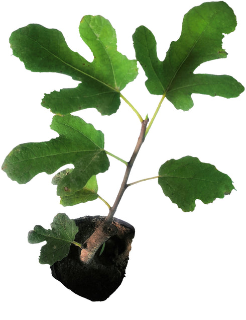 Fig Plant (Anjeer Fruit) - Var. Brown Turkey