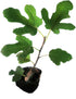 Fig Plant (Anjeer Fruit) - Var. Brown Turkey