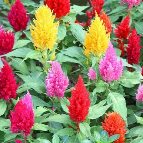Celosia plumosa Mixed Color - Desi Flower Seeds
