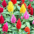 Celosia plumosa Mixed Color - Desi Flower Seeds