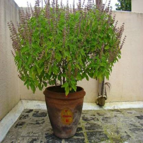 Ram Tulsi plants
