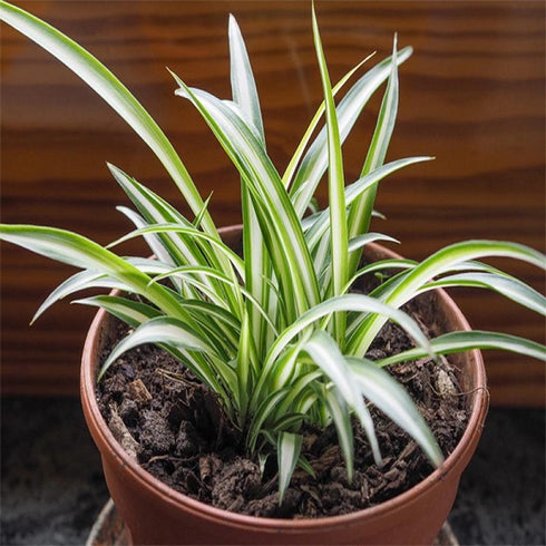 Chlorophytum Comosum/Spider - Plant