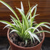 Chlorophytum Comosum/Spider - Plant