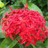 Ixora Long (Singapore Hybrid Ixora) - Plant