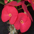 Euphorbia milli (Red) - Succulent Plant
