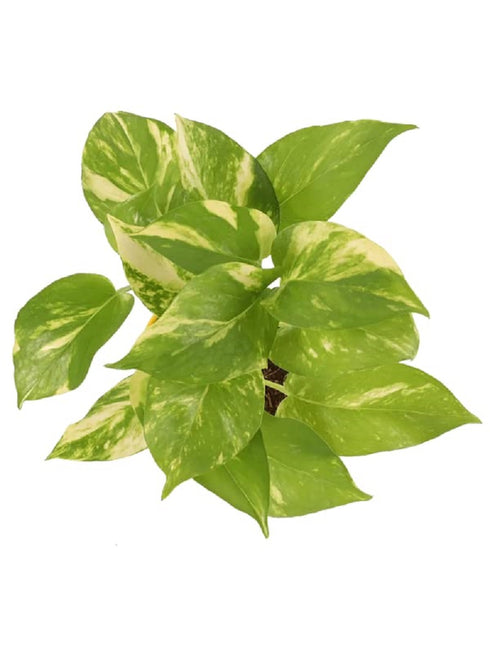 Decoreen Good Luck Money Plant Variegated with Self Watering Pot 4"