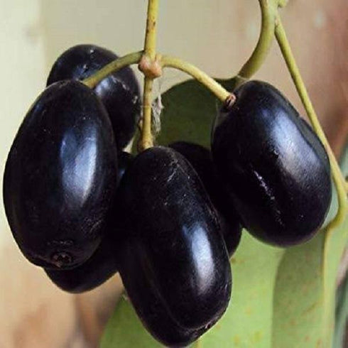 Jamun Fruit Plant - Grafted