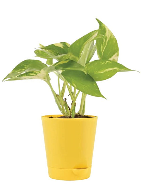Decoreen Good Luck Money Plant Variegated with Self Watering Pot 4"