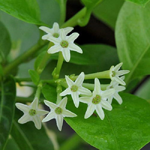 Raat Ki Rani, Raat Rani, Night Blooming Jasmine - Plant