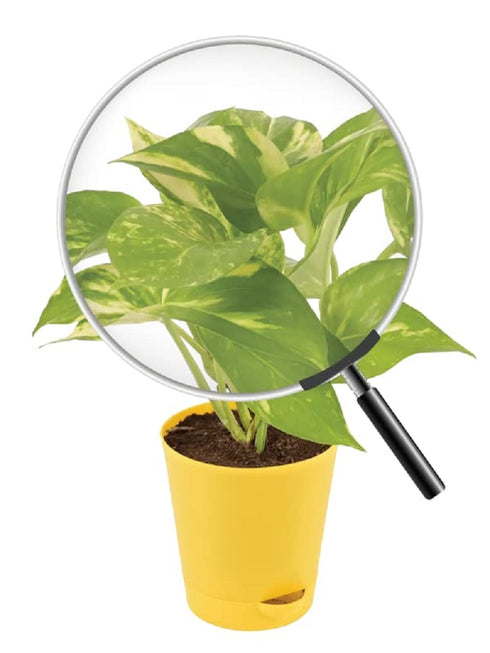 Decoreen Good Luck Money Plant Variegated with Self Watering Pot 4"