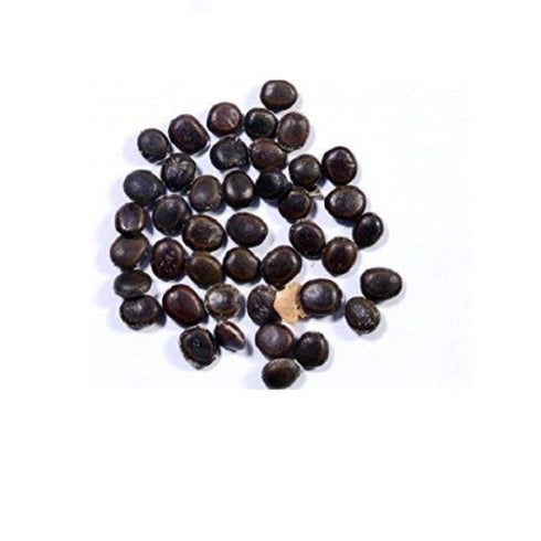 Acacia Nilotica, Babul, Kikar ( 1 kg ) - Seeds