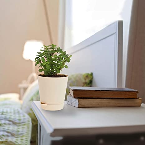 Lucky Leafy Jade Plant